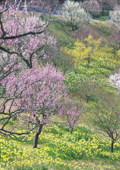 はままつフラワーパーク　入園：四季折々の花々が織りなす憩いのガーデン